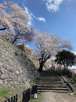 花見 花見 花見,桜,花の写真素材