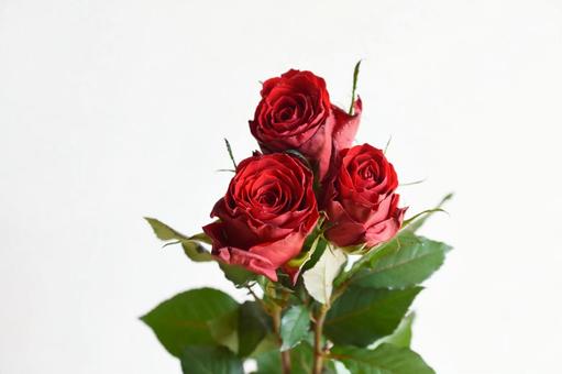 赤いばら 薔薇,フラワー,ばらの写真素材