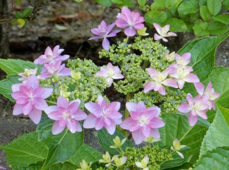 [Flower photo] Hydrangea flower, JPG