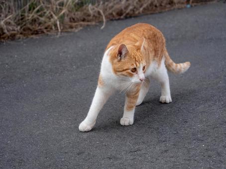 猫 猫 猫,動物,生き物の写真素材