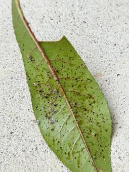 Photo, parásito, plaga chupadora, alimentos de origen vegetal, 