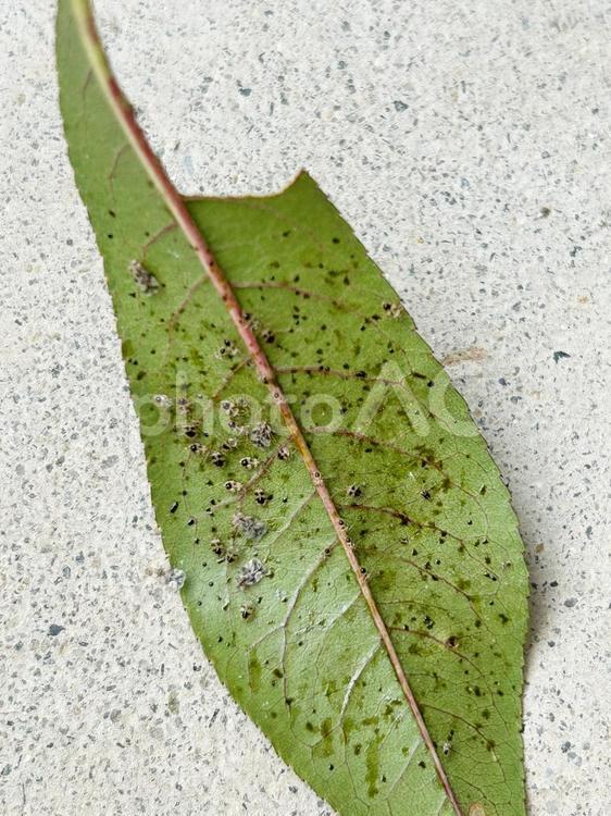 グンバイムシの被害にあっている桃の葉っぱ 害虫,吸汁性害虫,植物食の写真素材