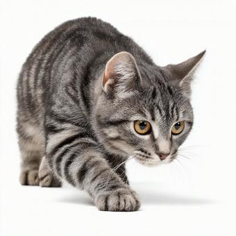 狙いを定める猫 狙いを定める猫の写真