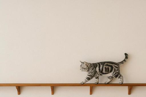 キャットウォークを歩く猫のフレーム キャットウォークを歩く猫のフレームの写真