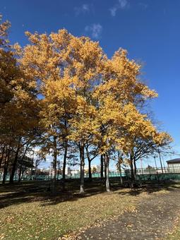 公園の秋 景色,街並み,自然の写真素材