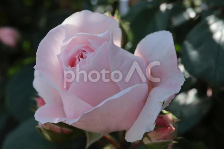 バラ園にてピンクの薔薇を撮影しました 花,薔薇,自然の写真素材