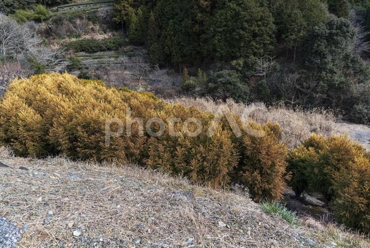 山の斜面に沿って群生する杉の木 杉,スギ,針葉樹の写真素材