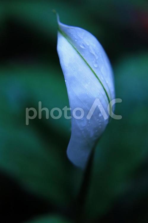 水滴のついた白い花のつぼみ 白い花,水滴,マクロ撮影の写真素材