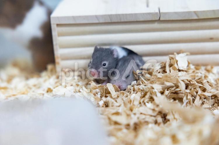 巣箱から顔を出す赤ちゃんハムスター ハムスター,ゴールデンハムスター,動物の写真素材
