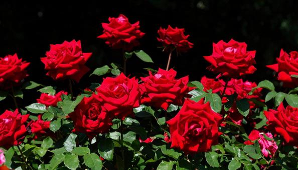 赤い薔薇 赤い薔薇の写真