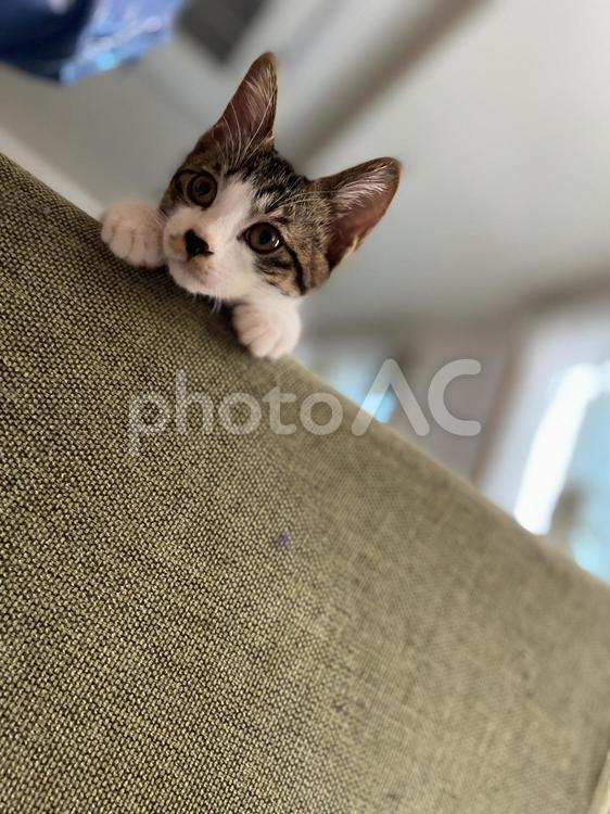 猫のふちこさん ねこ,動物,ネコの写真素材