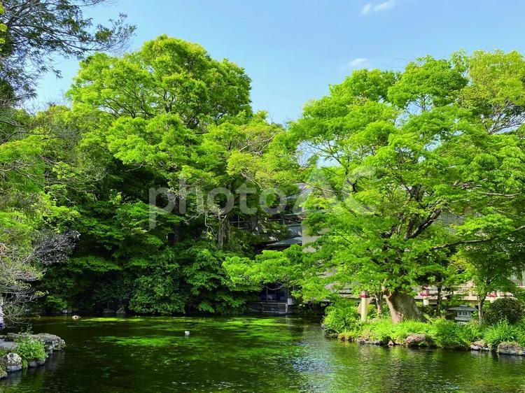 富士山本宮浅間大社（富士宮）湧玉池 湧玉池,富士山本宮浅間大社,富士宮の写真素材