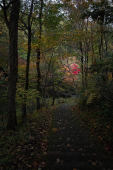 木々の間から光る一点の紅葉が美しい遊歩道 紅葉,モミジ,カエデの写真素材
