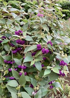 花★ムラサキシキブ 花,ムラサキシキブ,紫の写真素材