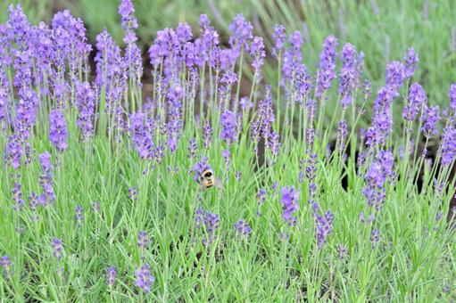 ラベンダーと蜜蜂 ラベンダーと蜜蜂 ラベンダー,花,初夏の写真素材