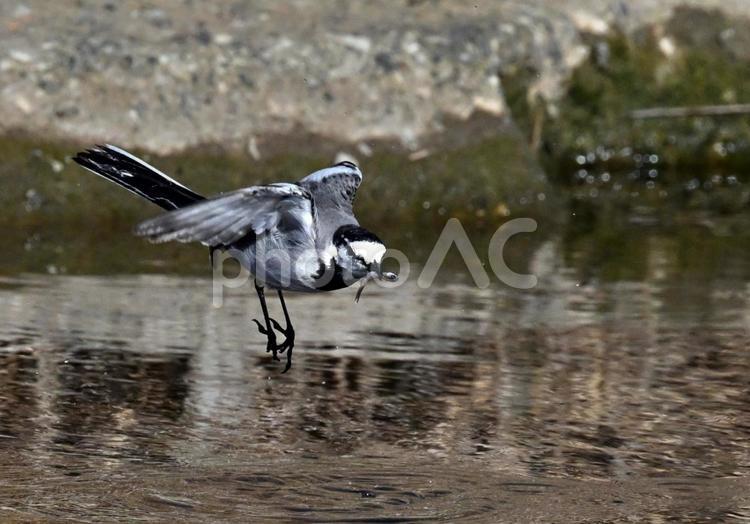 魚をくわえて飛ぶハクセキレイ2 ハクセキレイ,野鳥,飛び立つの写真素材