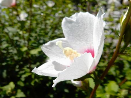 【花の写真】白いムクゲの花 【花の写真】白いムクゲの花の写真