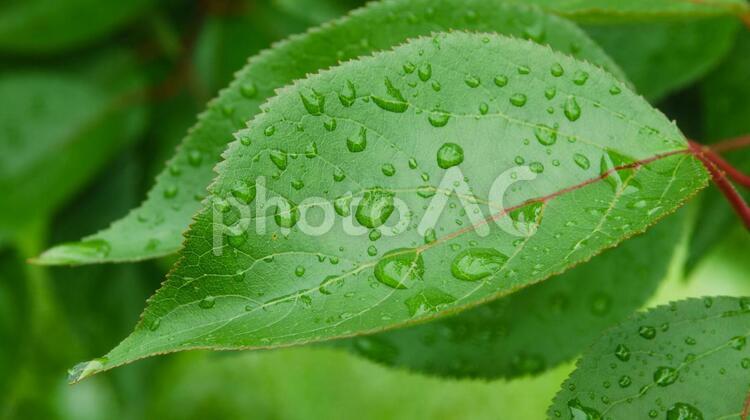 雨に濡れた木の葉 はっぱ,クローズアップ,初夏の写真素材