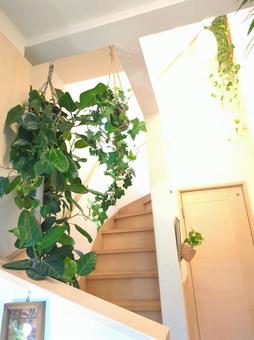 観葉植物 玄関〜吹き抜け 吊り下げ 観葉植物 玄関〜吹き抜け 吊り下げ 観葉植物,飾り付け,飾付の写真素材