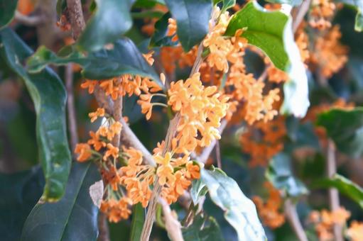 金木犀 金木犀,秋,オレンジ色の写真素材