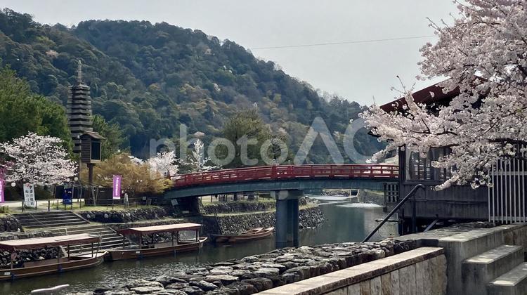 春の宇治川〜喜撰橋〜 春,宇治川,観覧船の写真素材