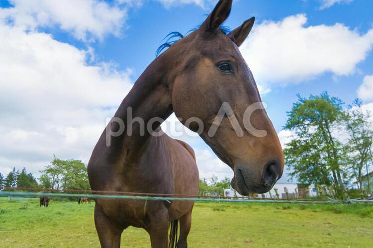 デンマークの人懐っこい馬 馬,競走馬,茶色い馬の写真素材
