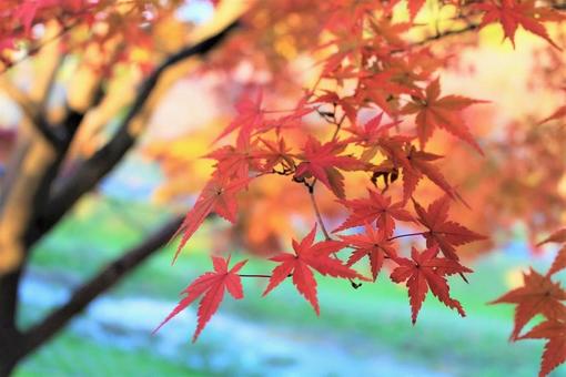 紅葉　もみじ 紅葉,もみじ,秋の写真素材