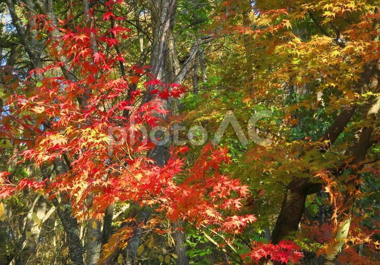 紅葉の風景 きれい,みどり,もみじの写真素材