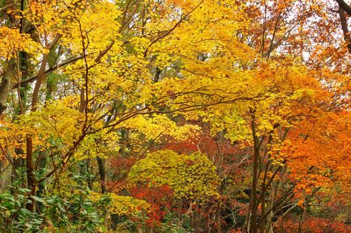 Burning autumn, JPG Burning autumn, autumn leaves, yellow leaves, red, JPG