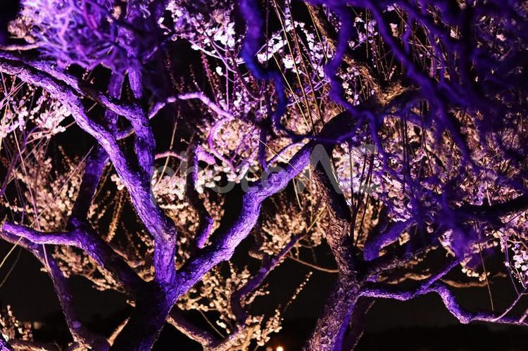 木々のイルミネーション イルミネーション,木,夜景の写真素材