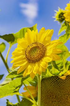 夏のひまわり 夏のひまわりの写真
