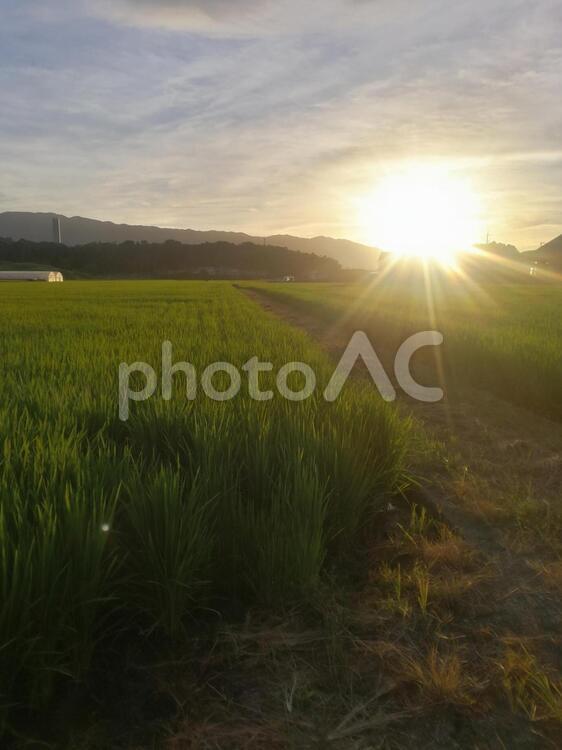 田園風景(夕暮れ) 田園,太陽,日暮れの写真素材