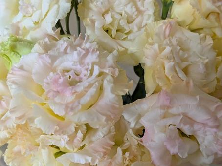 花束 花束,花,ピンクの写真素材