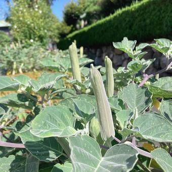ケチョウセンアサガオの蕾 ケチョウセンアサガオの蕾の写真