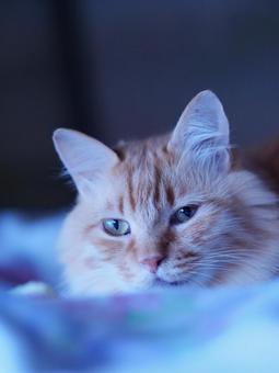 リラックスしてる猫 リラックスしてる猫 猫,茶寅,リラックスの写真素材