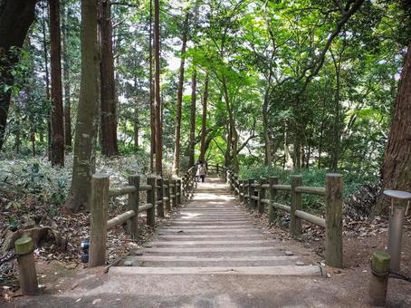 偕楽園の林の中の階段の小径 偕楽園の林の中の階段の小径 偕楽園,林,階段の写真素材