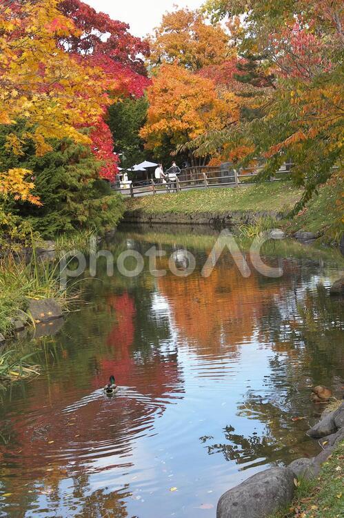 中島公園の素敵な紅葉の映り込み きれい,こうよう,つややかの写真素材