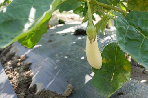 Photo, white eggplant, white, home garden, 