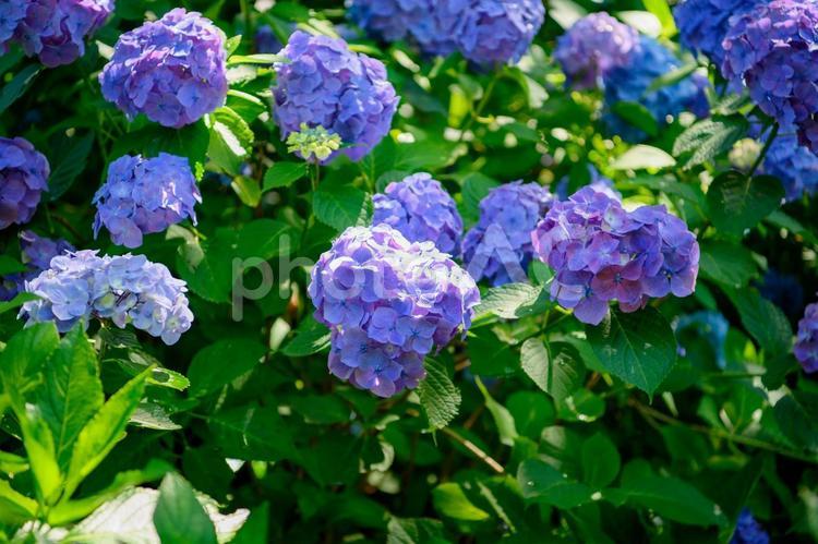 紫陽花　梅雨の季節 紫陽花,アジサイ,花の写真素材