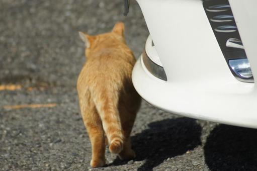cat, JPG cat, JPG