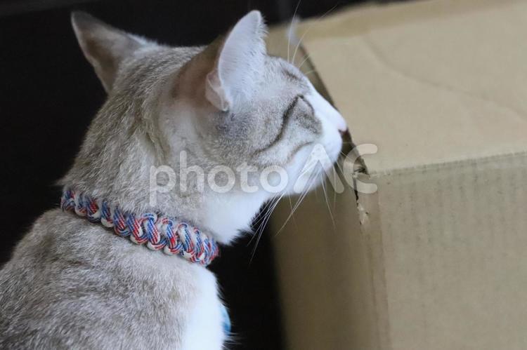 段ボール箱を匂う猫 猫,ねこ,段ボールの写真素材