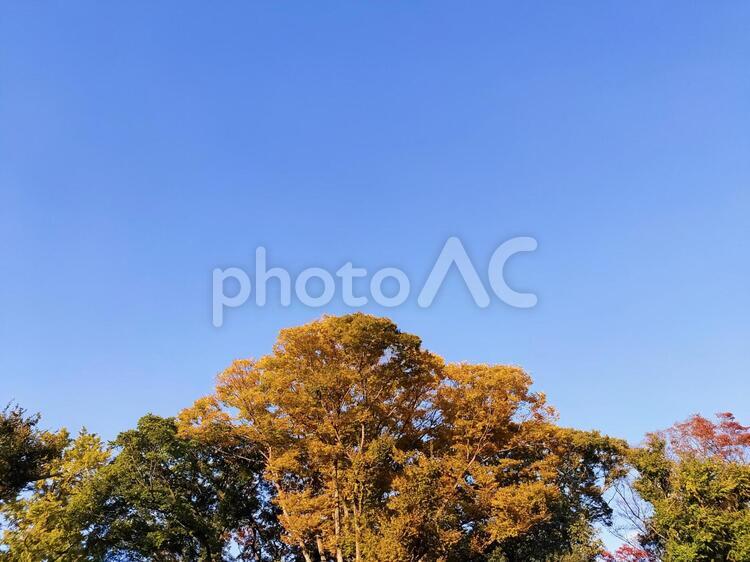 晴れた秋の空と紅葉した木 紅葉,青空,秋の写真素材