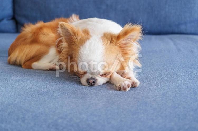ソファーで眠るチワワの子犬 犬,チワワ,寝るの写真素材