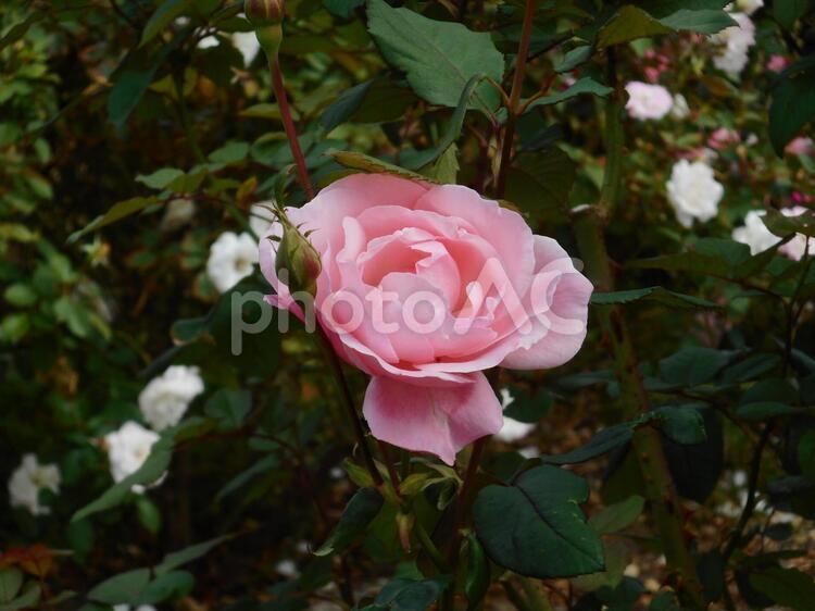 薔薇園の薔薇の花（クイーンエリザベス） クイーンエリザベス,薔薇,花の写真素材