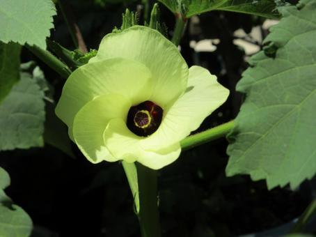 オクラの花 02 オクラの花 02の写真