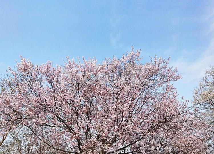 春の青空と桜の木 桜,花,空の写真素材