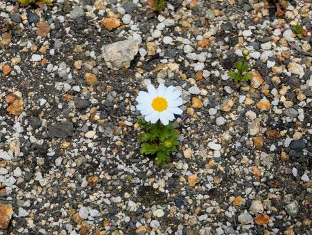 美しいマーガレットの花 美しいマーガレットの花 マーガレット,花,野草の写真素材