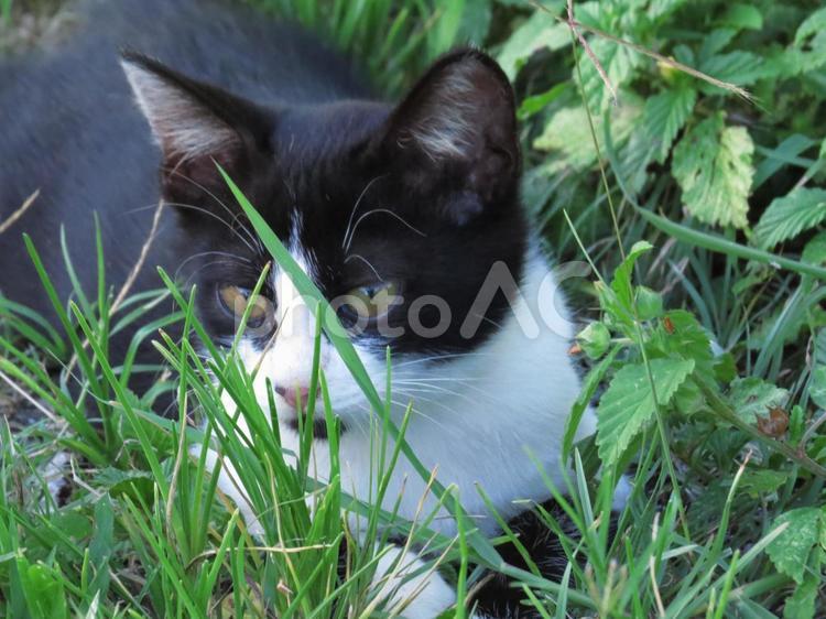 ニューフェイス　南城市玉城奥武島 ねこ,ネコ,癒しの写真素材