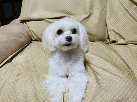 マルチーズ マルチーズ 犬,マルチーズ,ペットの写真素材