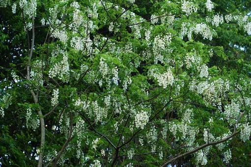 Robinia, JPG